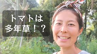 トマトは多年草 Ep125 Youtube トマトは多年草 Ep125 Youtube