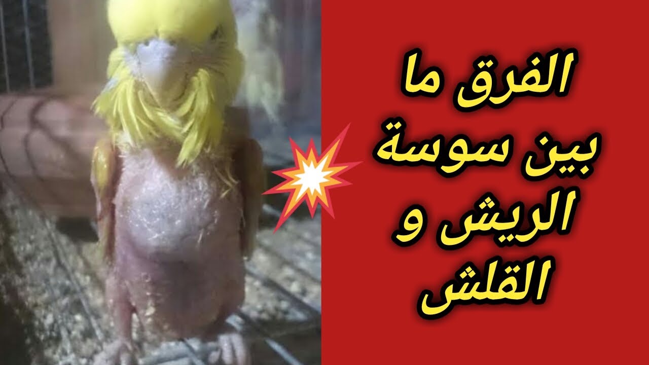 الفرق بين سوسة الريش والقلش