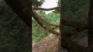 Cara Merangsang Bunga Durian BlackThorn Cepat Mengeluarkan Bunga 