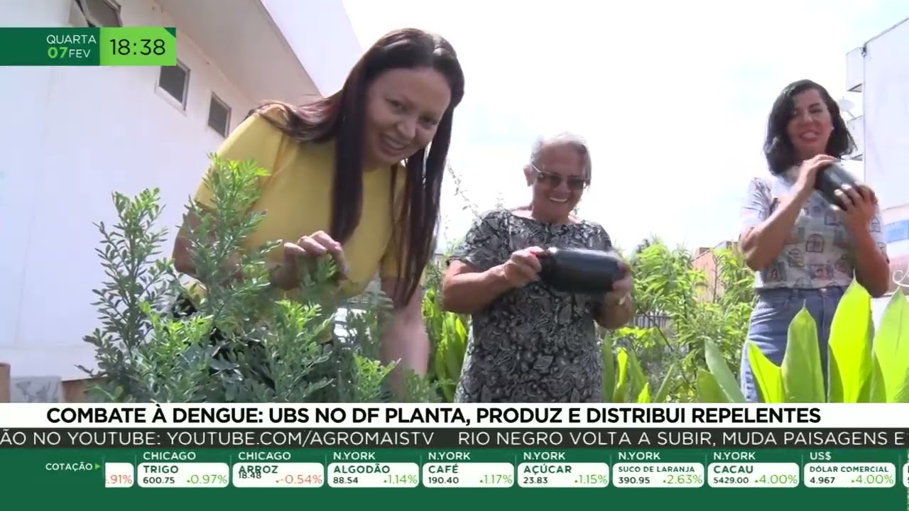 Combate à dengue: UBS no DF planta, produz e distribui repelentes