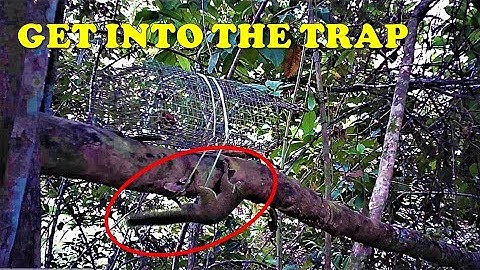 🔴CAUGHT ON CAMERA | How to Catch Squirrels Using Traps