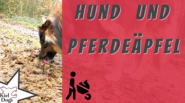 Sind Pferdeäpfel für Hunde schädlich?