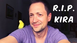 My budgie Kira's last days