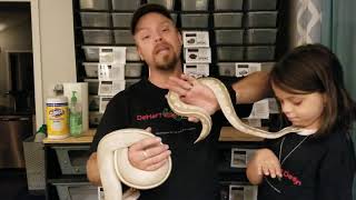 Celebrity Purple Passion vs Mystic Potion Ball Pythons Profile