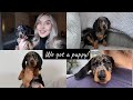 WE GOT A PUPPY!! | TOPSHOP TRY ON HAUL! | Freya Killin