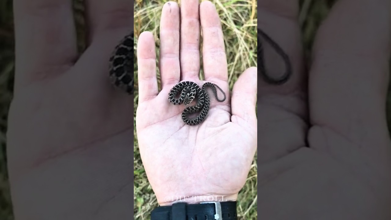 Nature's Amazing Animal Change!