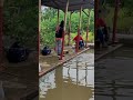 strike perdana mancing lele kolam bang wakiman