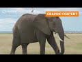 GRAPHIC WARNING: Kenya calls for Tanzania to curb elephant hunts