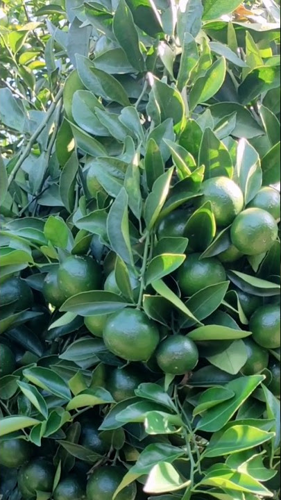 Trik Menghasilkan Bunga Agar Buah Jeruk Lebat