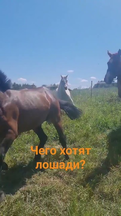 Чего хотят лршади ? #лошади #беларусь #animal #horse #horselover - YouTube