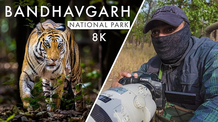 Wildlife Photography in Bandhavgarh National Park | TIGER COUNTRY Ep. 4 - A Royal Bloodline - DayDayNews