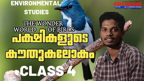 പക്ഷികളുടെ കൗതുകലോകം|The wonder  World of birds|Environmental Studies| chapter 4|Class 4|LSS|Part II
