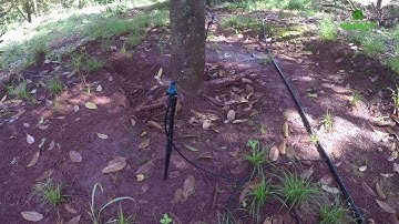 Tưới sầu riêng lâu năm đất dốc bằng béc bù áp | 0985833804