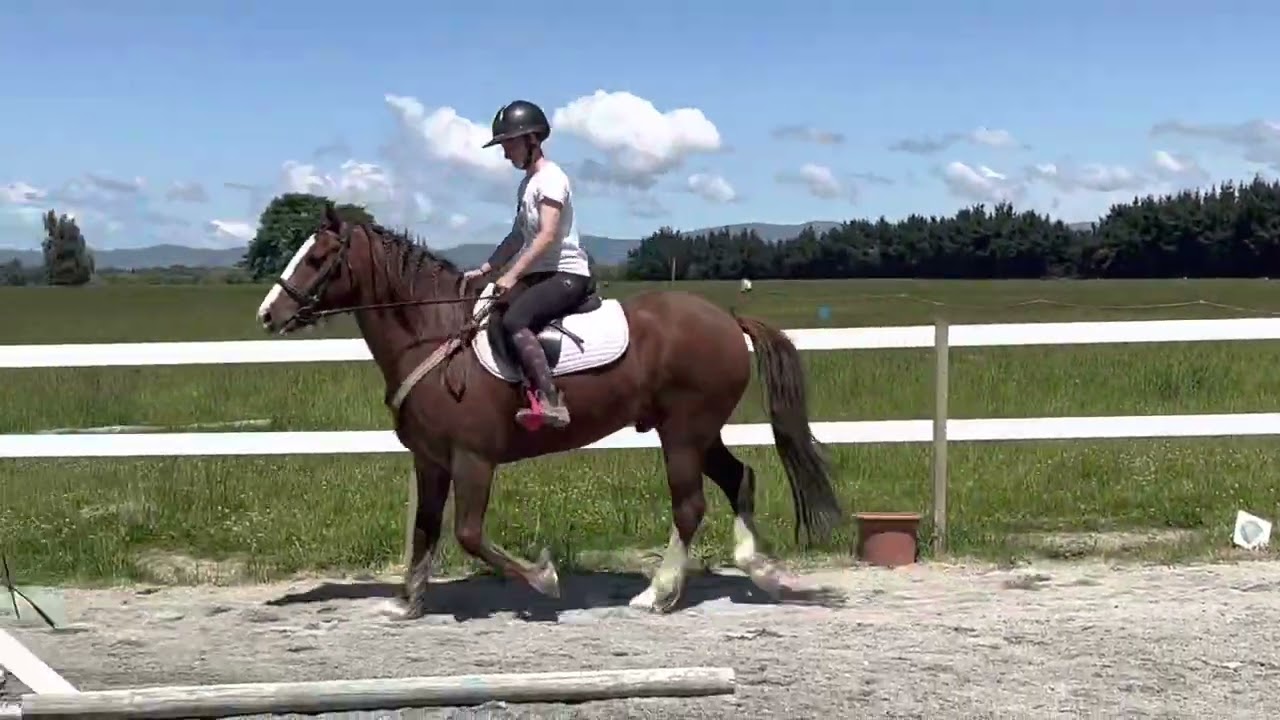 Daryl - Welsh cob section D -for sale