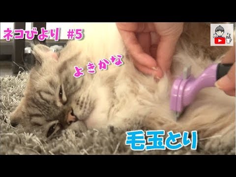 ネコのくらちゃん 5 眠たそうにしている時にファーミネーターで毛玉取ってみた Remove Cat Hairball