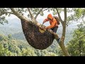 Lonely Honey Hunt! Harvest 20kg of wild honey with thousands of bees around | Wild Honey