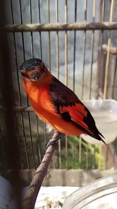 burung mantenan gunung muda gacorr
