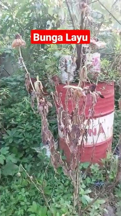 Bunga Layu