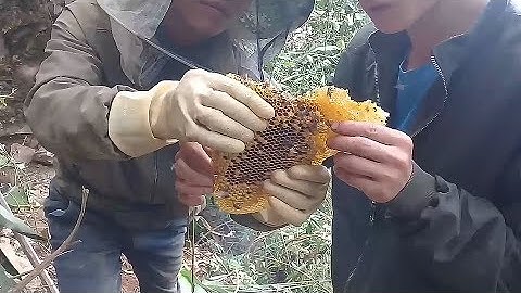 Cùng đồng nghiệp bắt tổ ong mật trong hang đá quá nhiều mật #ong rừng phía bắc#