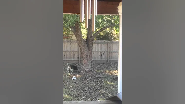 Doberman climbs a tree