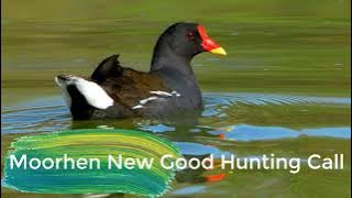 Moorhen Bird Great Call Sound | Moorhen Bird Real Hunt Sound Call