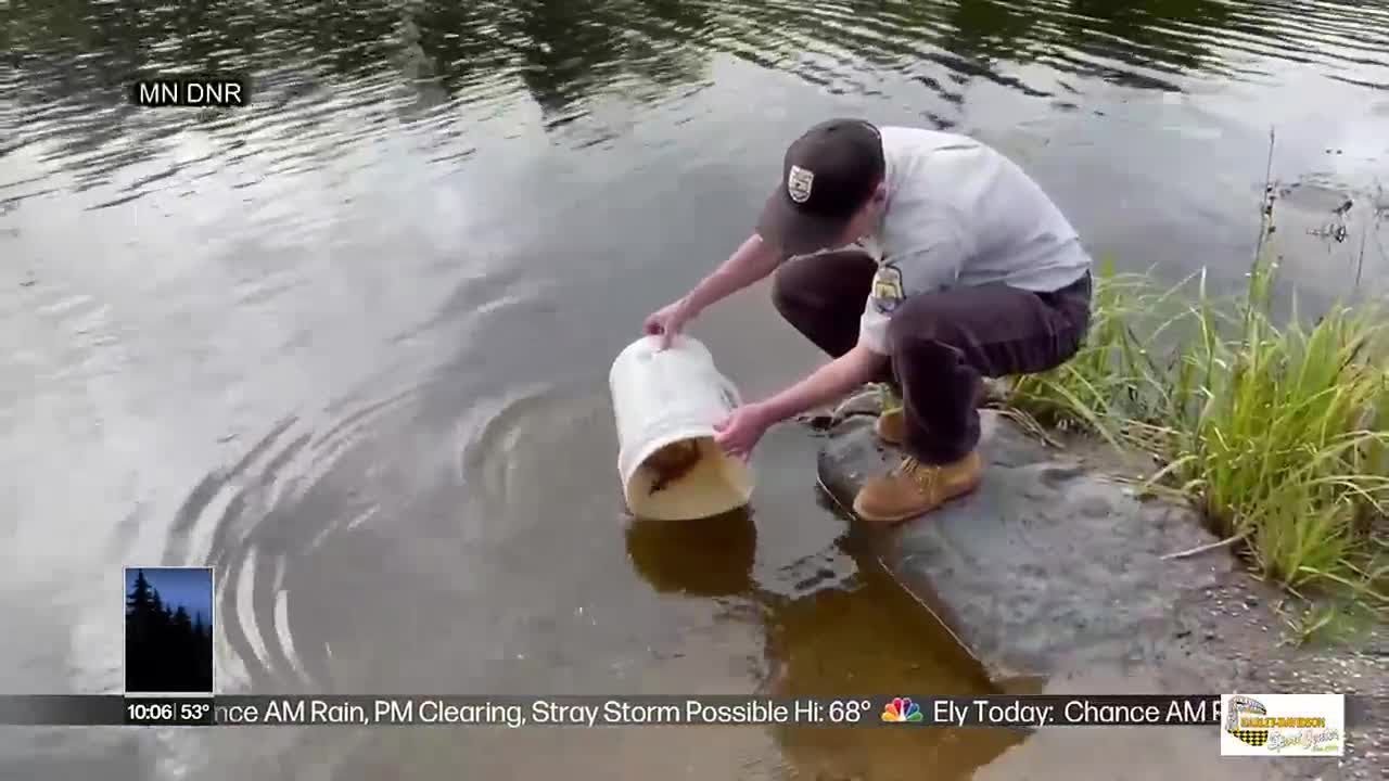DNR stocking St. Louis River with Lake Sturgeon