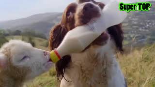 Tak Terduga.!!! Anjing ini Menyusui Anak Kambing