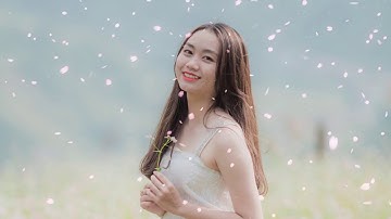 hiệu ứng cánh hoa rơi số 04