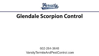 Glendale Scorpion Control with Varsity