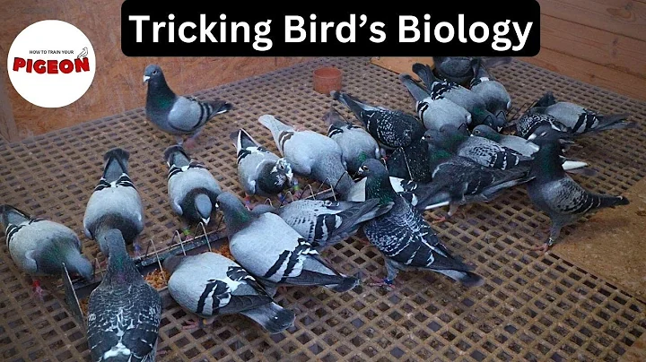 Optimizing Breeding Success: Strategies for Breeding Racing Pigeons