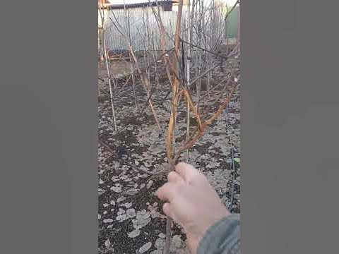 вот такие должны быть саженцы яблони #крупномеры - YouTube
