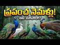 ఈ నెమళ్లు చూసాక షాక్ అవుతారు 😳 | Rarest Peacock Birds in the World!
