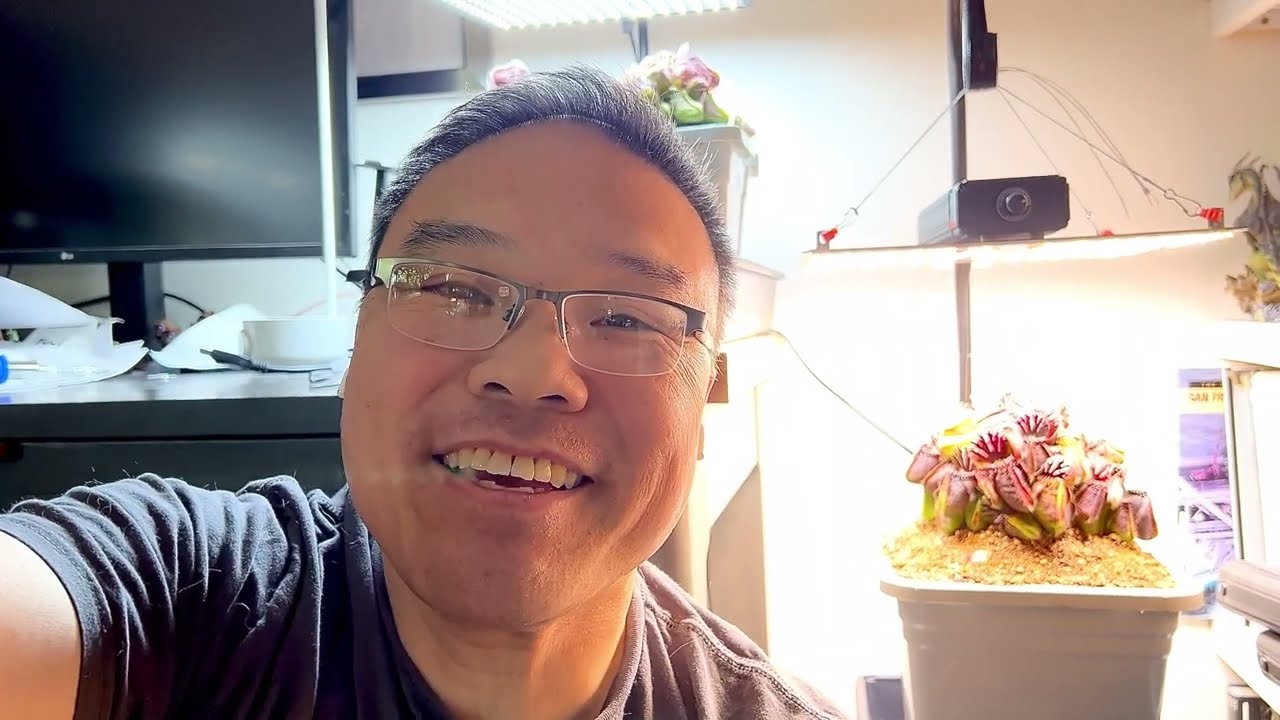 5 Signs Your Cephalotus Is In Trouble