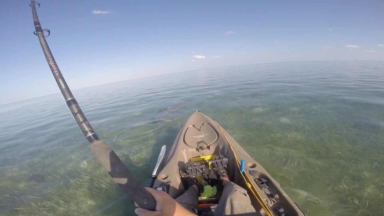Bull Shark from kayak, Ft Jefferson, Dry Tortugas YouTube
