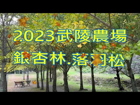 武陵農場-武陵賓館落羽松.桃花莊銀杏林2023/10/22