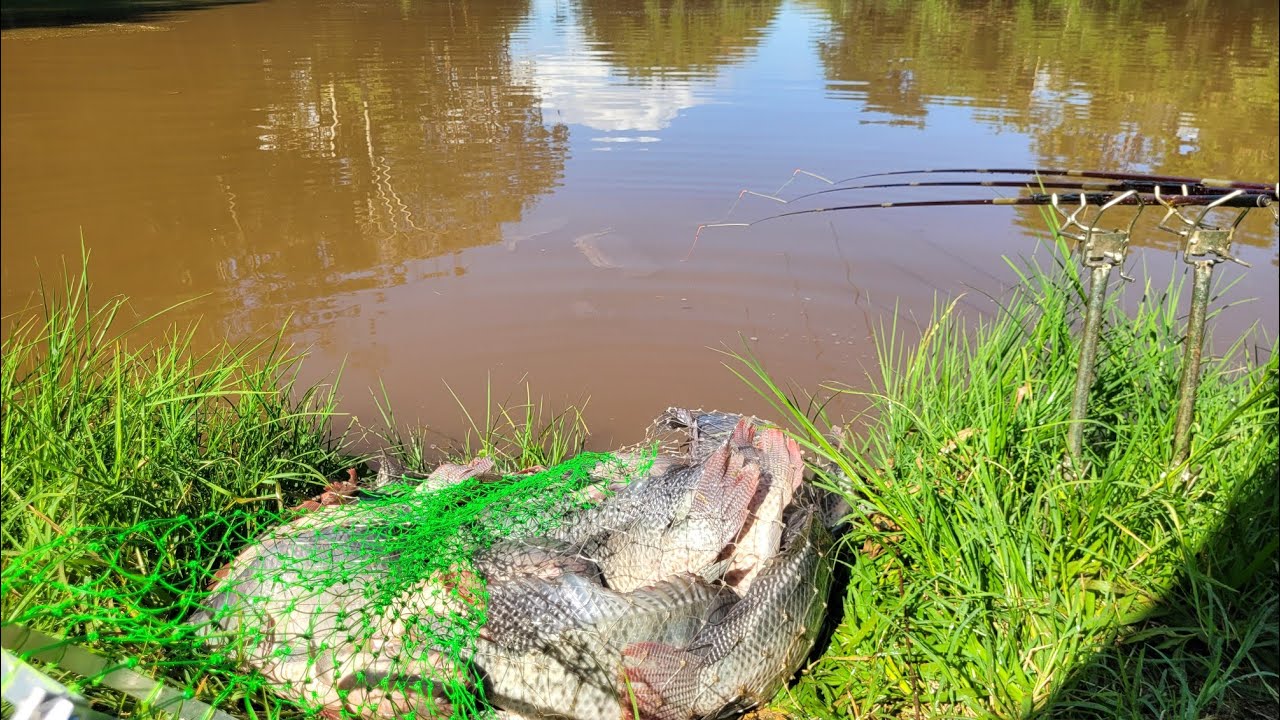ENCHI O SACO SÓ DE TILÁPIAS PRÉ-HISTÓRICA...Pescaria 