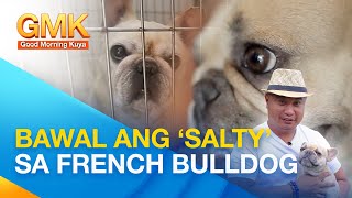 Wastong pag-aalaga ng French bulldog | Pet Dog