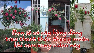 Cách để có cây hồng dáng tree theo ý muốn nhờ xem video này