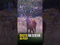 ОХОТА НА ОЛЕНЯ на реву