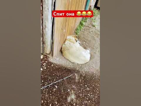 Собака спит 😂😂😂😂 #приколы - YouTube