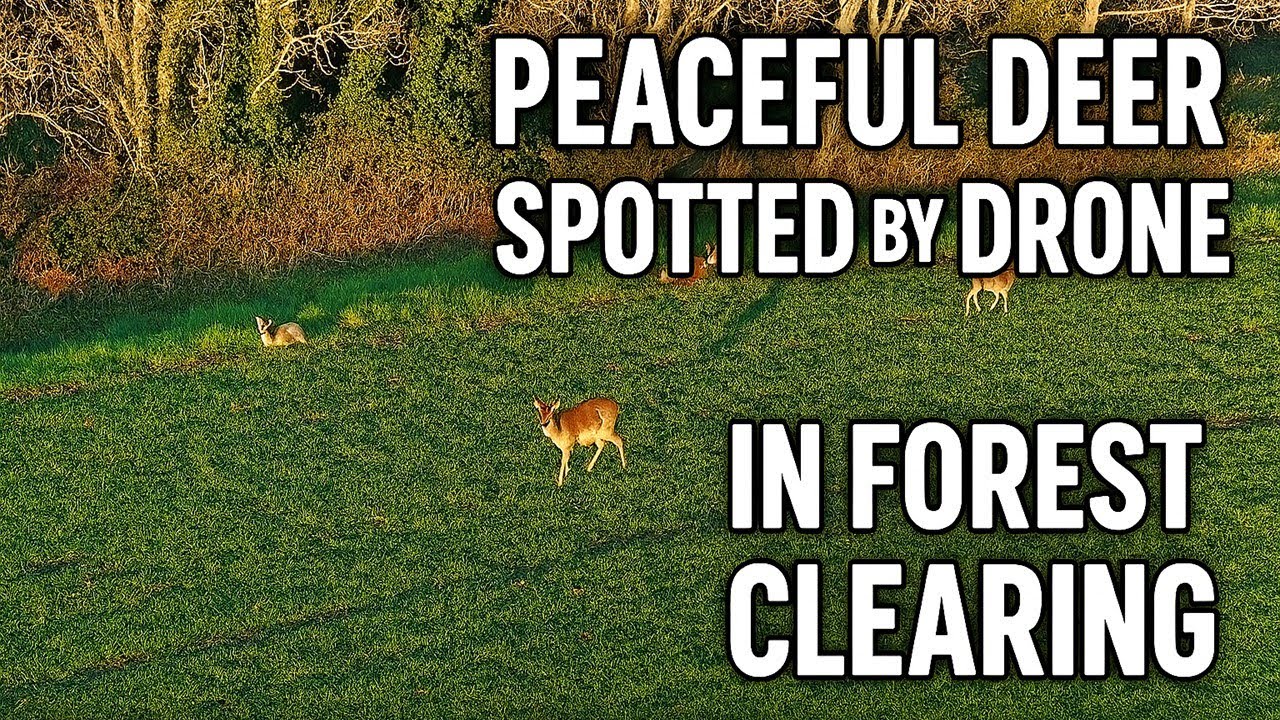 Majestic Deer Seen from Above – Serene Drone Encounter in Nature