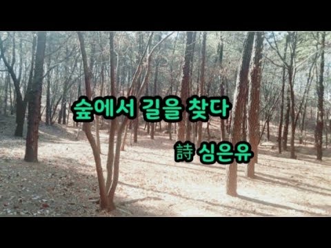 [창작시, 자작시, 창작글, 현대시감상] 숲에서 길을 찾다 | 심은유