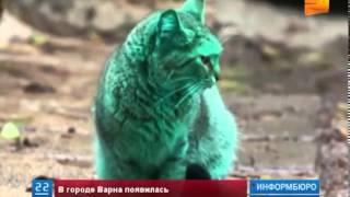 В Болгарии появилась кошка... зеленого цвета В Болгарии появилась кошка... зеленого цвета