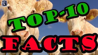 10 FACTS YOU DIDN'T KNOW ABOUT COWS - #cows #animals #funny #pets #wildlife #horse #canine