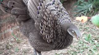 Grey Peacock Pheasants