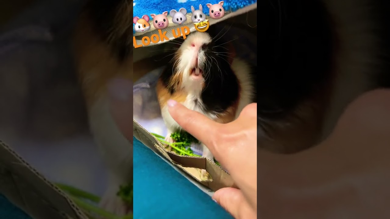 GUINEA PIG/Neck massageshorts YouTube