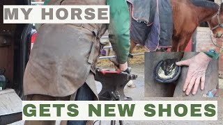 VERY Satisfying | My Horse Gets New Shoes | Farrier ASMR | Lillie.Ratcliffe