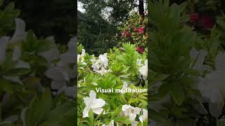 Visual meditation _