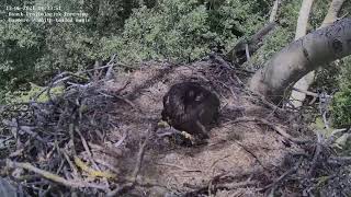 Ørneungen Klarer Nu Selv Maden 2021