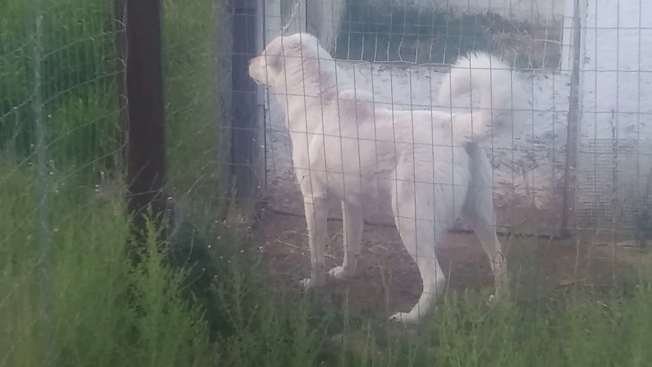 My Akbash Livestock Guardian I keep with the chickens